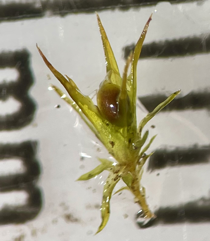 Weissia muhlenbergiana